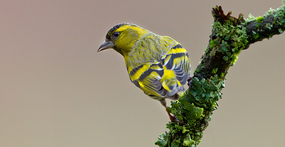 Siskin Male ..  " Carduelis spinus"