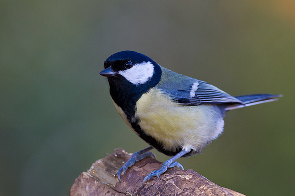 Great Tit...."Parus major"