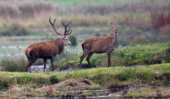 Stag and Hind in rutting season