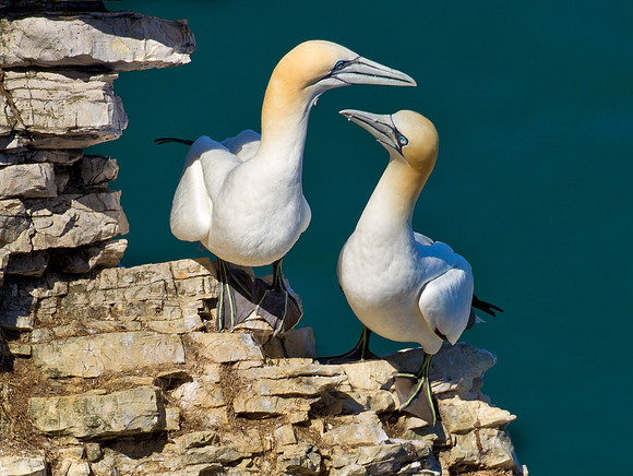 Gannets bonding......"Morus bassanus"