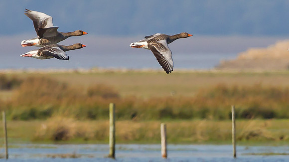 Greylag Geese ... "Anser anser"  Same Image with a tighter crop