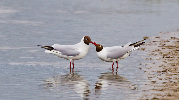 Black- headed Gull .... ..."Chroicocephalus ridibundus" begging for food.