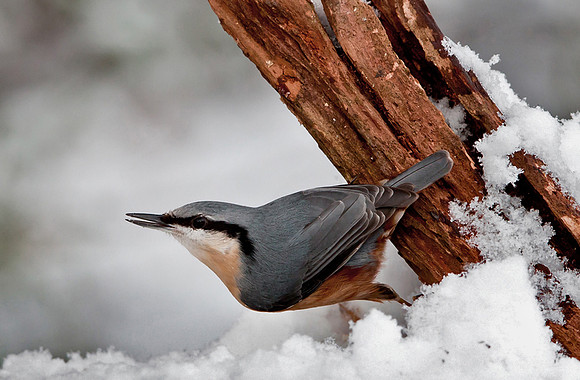 Nuthatch in deep snow....... "Sitta europaea"