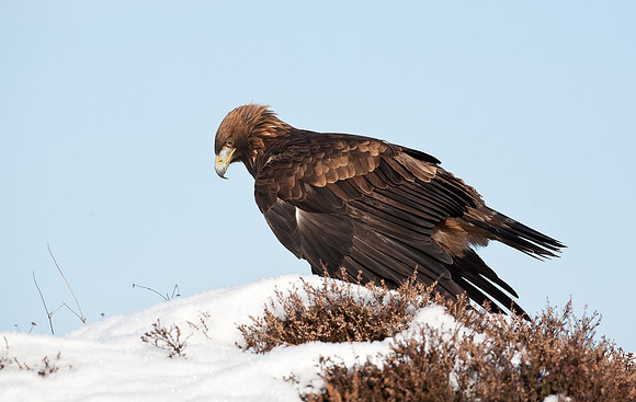 Golden Eagle "Aquila chrysaetos"...