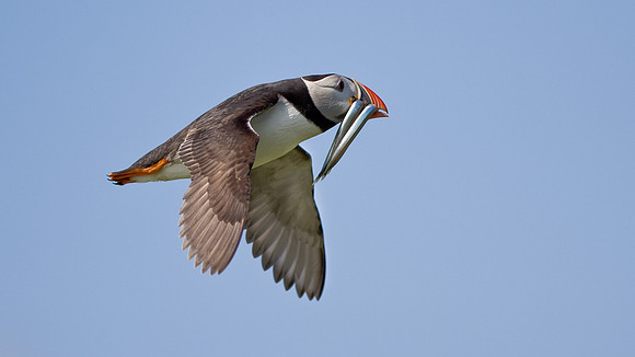 Puffin with sand eels Farne Islands.