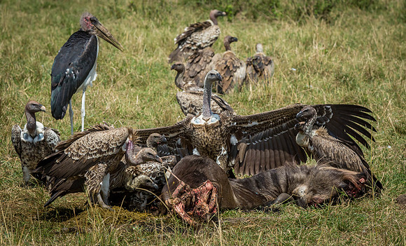 _J0A2946 ...  Vultures ... "Gyps rueppellii".. Masai Mara Kenya.