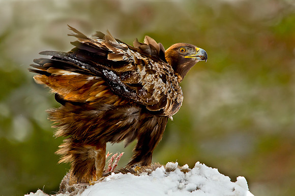 Golden Eagle... "Aquila chrysaetos"...