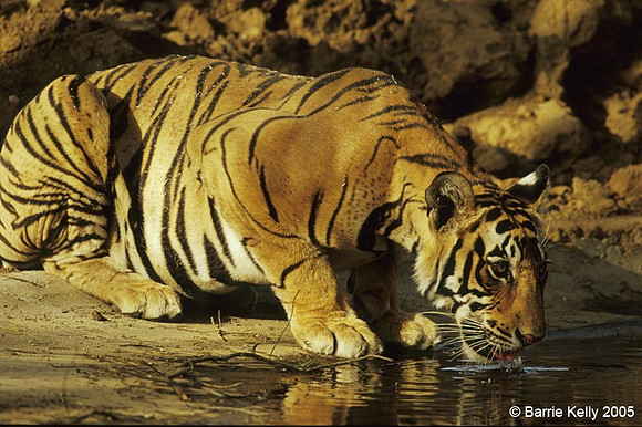 Bengal Tiger drinking.. Ranthambhore National Park  India.