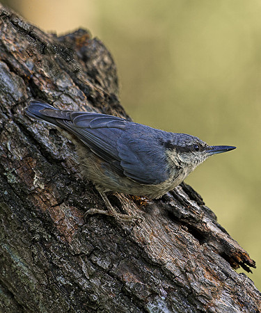 Nuthatch on an old tree...... "Sitta europaea"