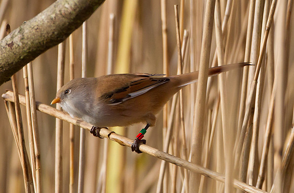 Female Bearded Tit.. "Panurus biarmicus"
