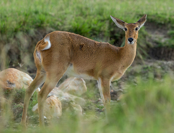 _D9R8197.. Reed Buck .."Redunca redunca" female ..Masai Mara Kenya.