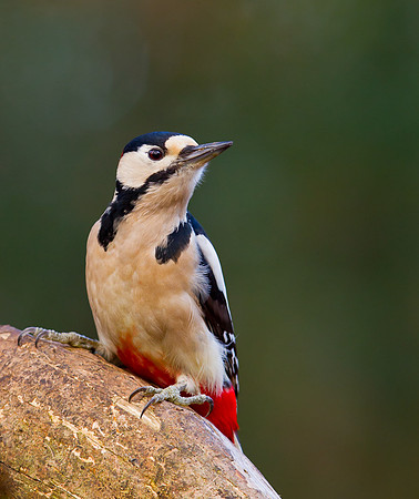 Male Great Spotted Woodpecker .... "Dendrocopos major"