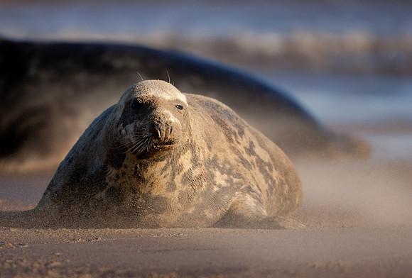 Grey Seal and the photographer in sand-storm.