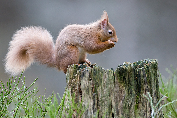 Red Squirrel Scotland