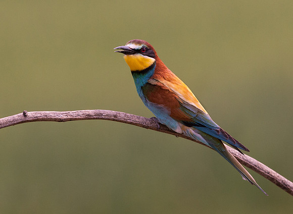 European Bee-eater .."Merops apiaster"