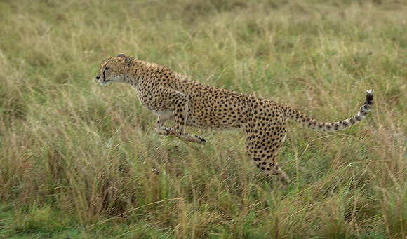 _J0A2542 Cheetah brothers... "Acinonyx jubatus".. Masai Mara Kenya.