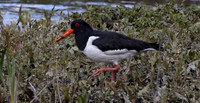 Oyster catcher
