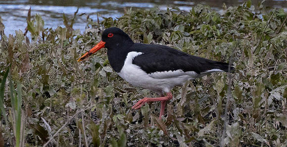 Oyster catcher