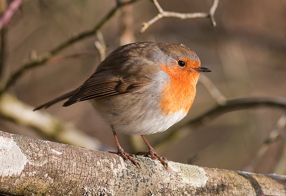 Robin   ..... "Erithacus rubecula"