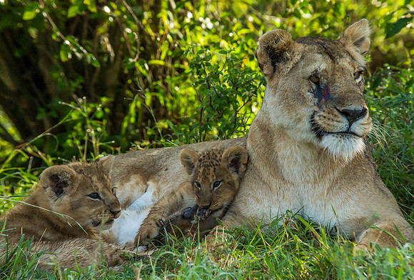 _J0A2742...Lioness ...."Panthera Leo"...Masai Mara Kenya. Family bonding.