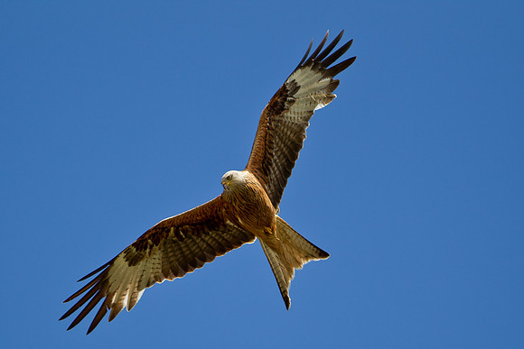 Red Kite ...."Milvus milvus".