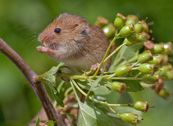 Harvest Mouse   ..... "Micromys minutus"  washing