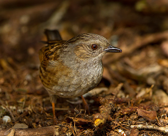 Dunnock    "Prunella modularis"