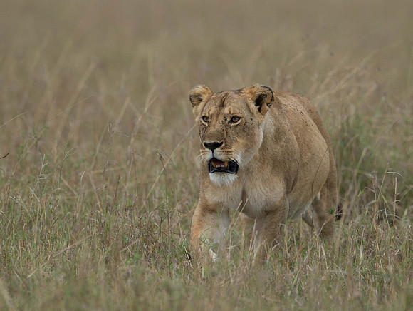 _D9R3253...Lioness..."Panthera Leo"...Masai Mara Kenya.