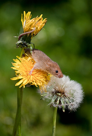 Harvest Mouse on Dandelions..... "Micromys minutus"