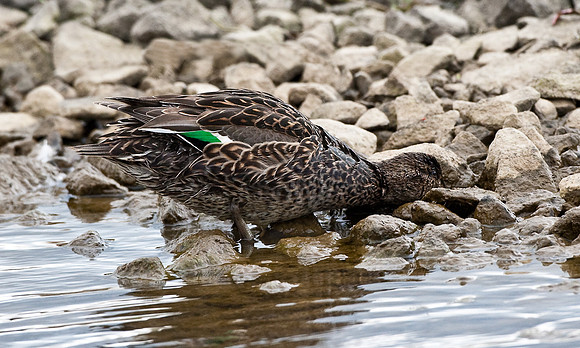 Teal searching for food  ...." Anas crecca"