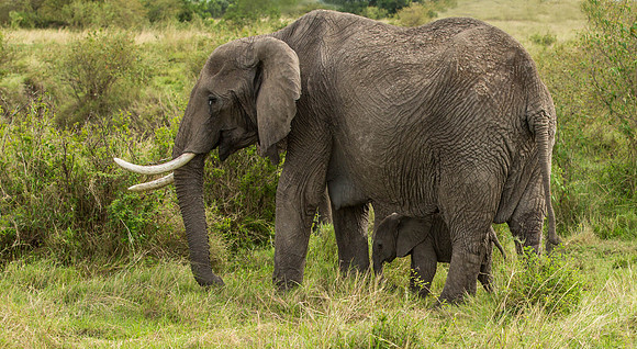 _J0A4459 ... Elephant .."Elephantidae" Masai Mara Kenya.