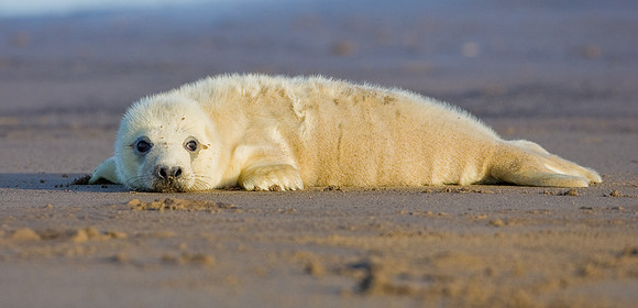 Grey Seal pup