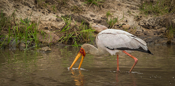 _D9R3484..."  ... Yellow-billed Stork.." Mycteria ibis" feeding ..Masai Mara Kenya.