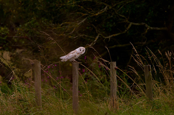 Barn Owl  ...."Tyto alba"