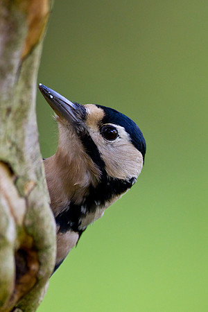 Female Great Spotted Woodpecker.... "Dendrocopos major"