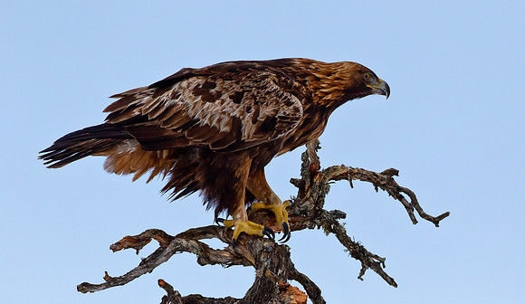 Golden Eagle...   "Aquila chrysaetos"...