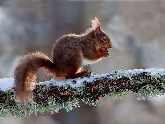 Red Squirrel Scotland