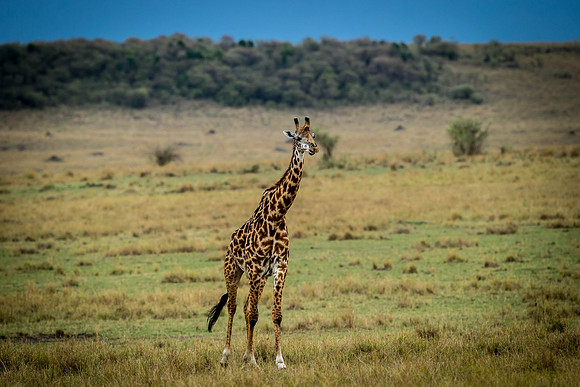 _D9R4143  Giraffe ..."Giraffa camelopardalis" juvenile.. Masai Mara Kenya.