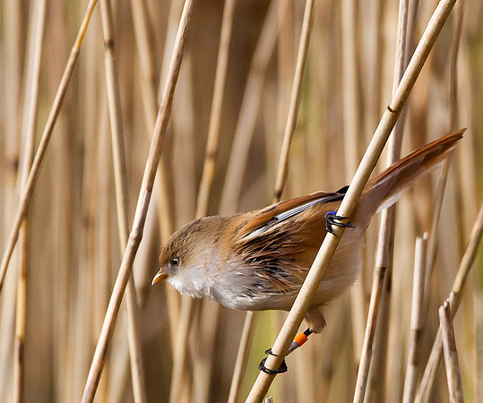 Female Bearded Tit.. "Panurus biarmicus"
