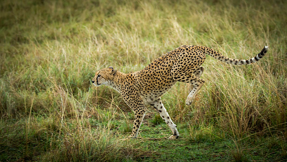 _J0A2544 ... Cheetah brothers... "Acinonyx jubatus"..Masai Mara Kenya.