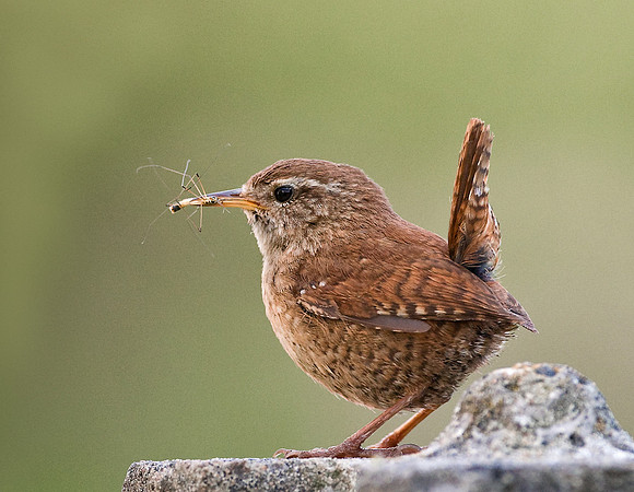Wren .... with Crane fly  .... "Troglodytes troglodytes"