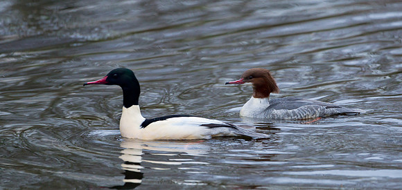 Goosander ..."Mergus merganser"