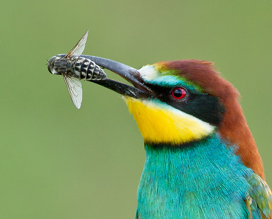 European Bee-eater .."Merops apiaster"