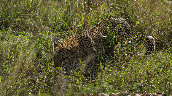 _D9R9005 . Leopard ... "Panthera pardus" Masai Mara Kenya