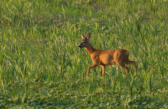 Roe Deer ... "Capreolus capreolus"