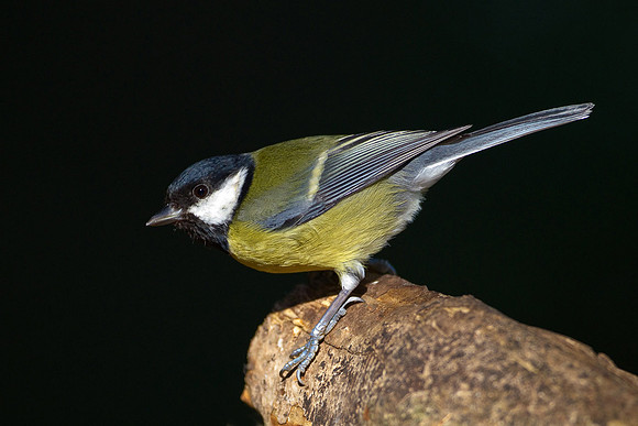 Great Tit...."Parus major"