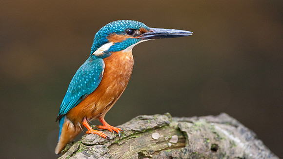 Kingfisher.. Lancashire
