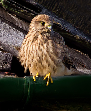 Juvenile Kestrel......  "Falco tinnunculus"