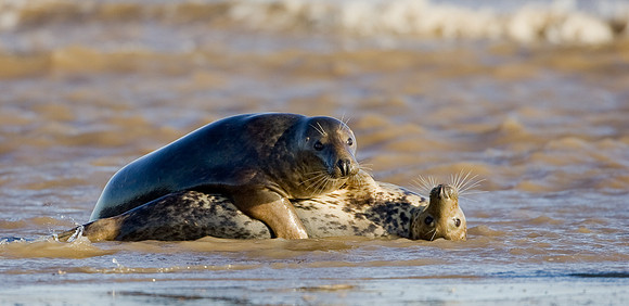 Grey Seals in courtship 1