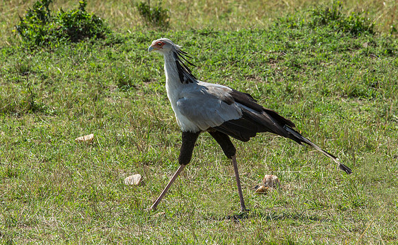 _J0A1944... Secretary Bird ..."Sagittarius serpentarius" Masai Mara Kenya